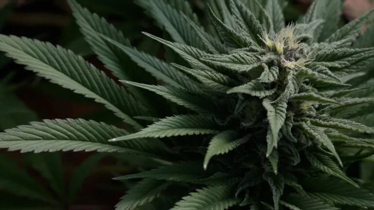 Cannabis Guide