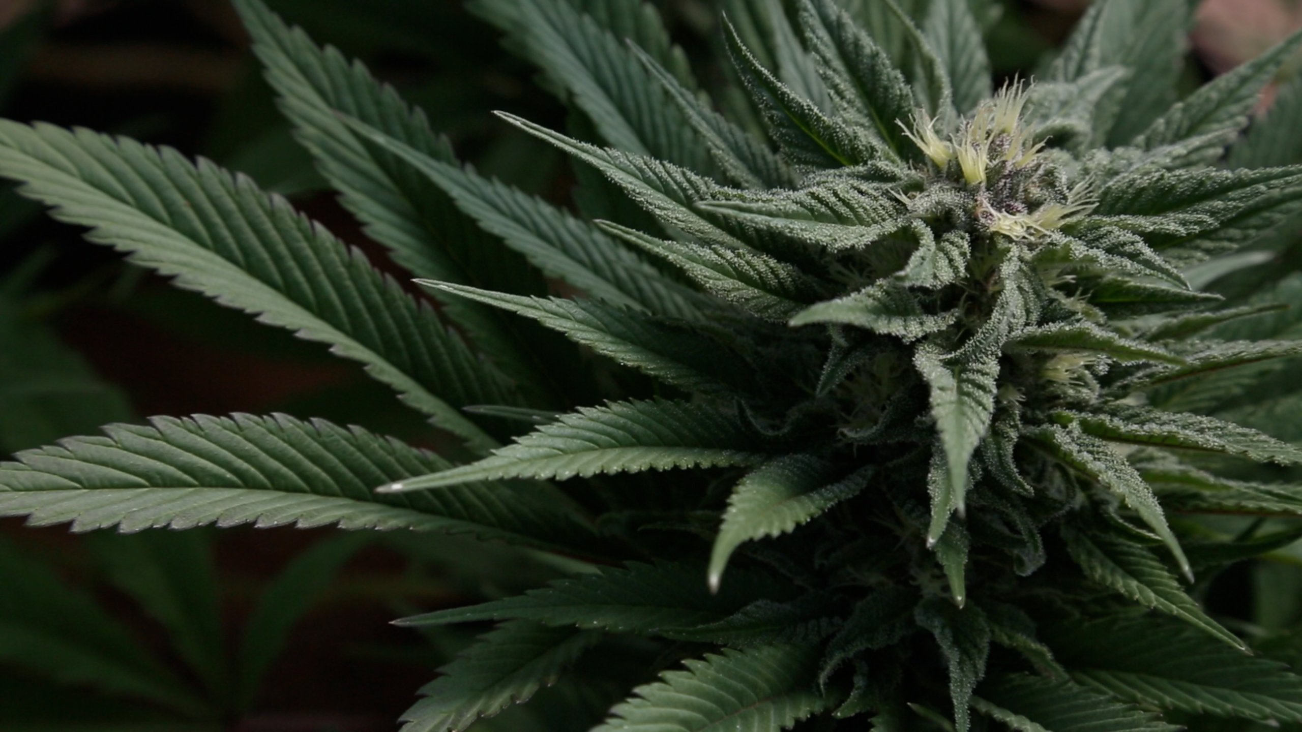 Cannabis Guide