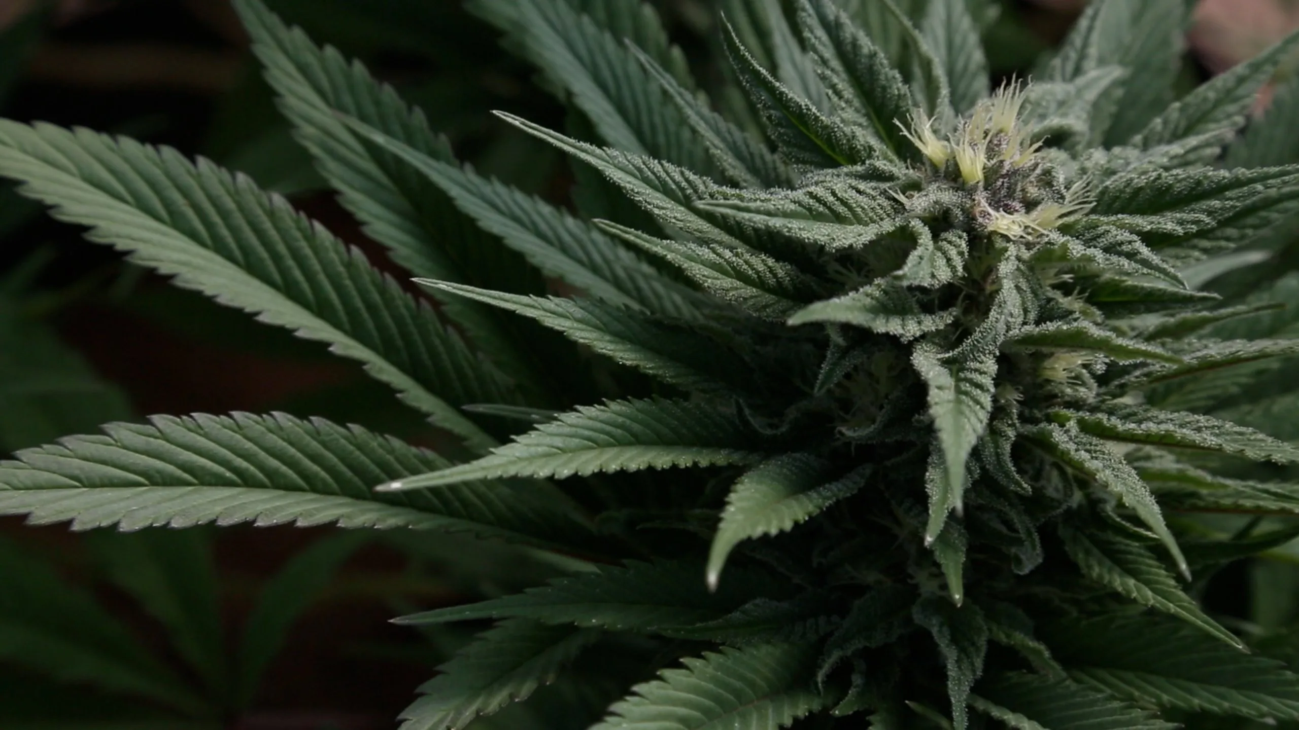 Cannabis Guide