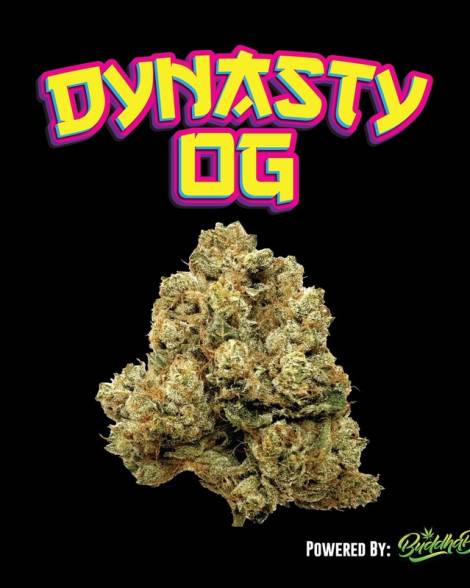 Dynasty OG