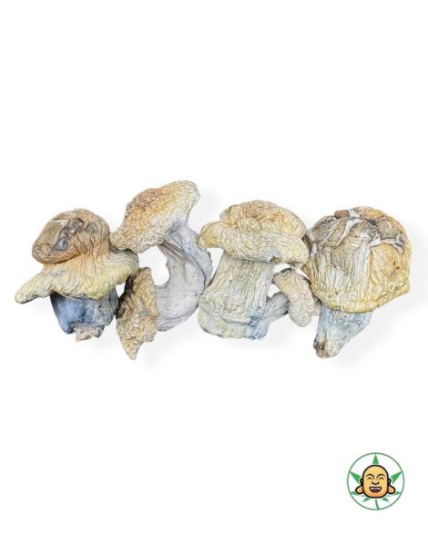 Icebergs Magic Mushrooms