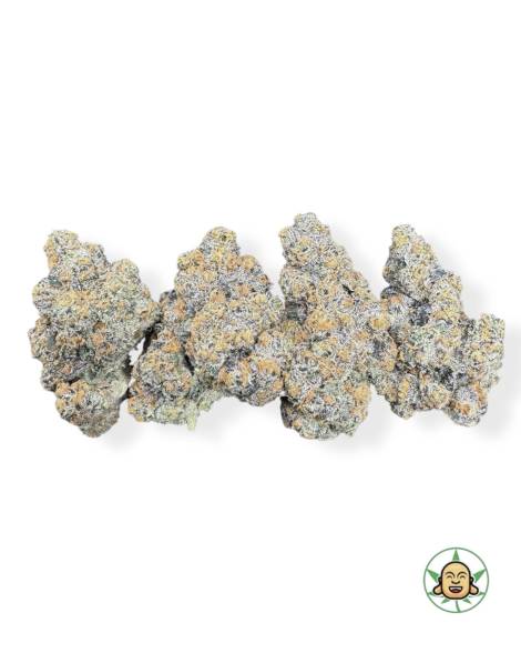 Orange Daiquiri #82
