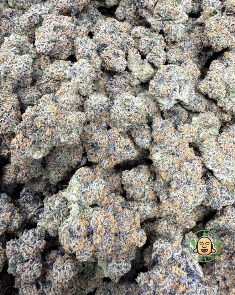 Orange Daiquiri #82