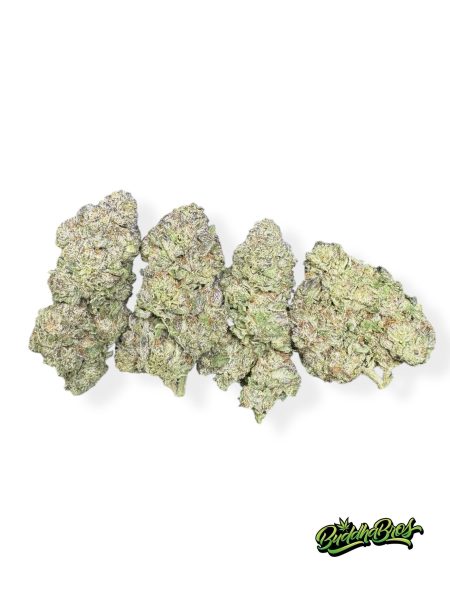 Northern Lights #5