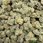 Sterling Kush
