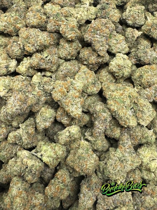 Gelato 41