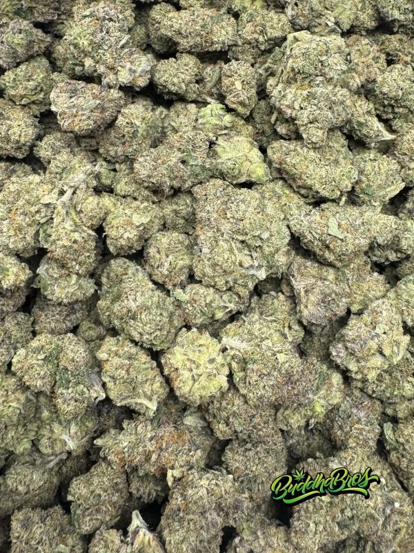 Gelato 41 x Animal Mintz