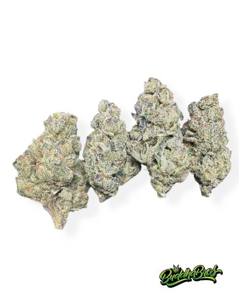 Gelato 41