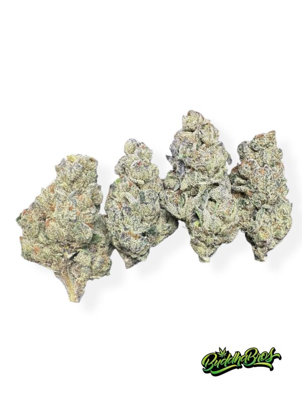 Gelato 41