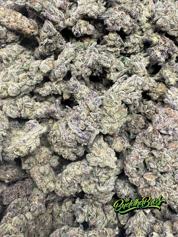 Gelato 41