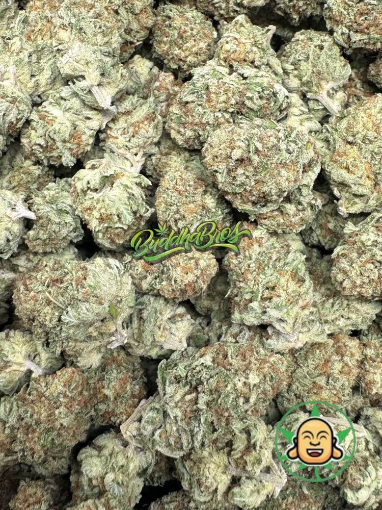 Gorilla Melon