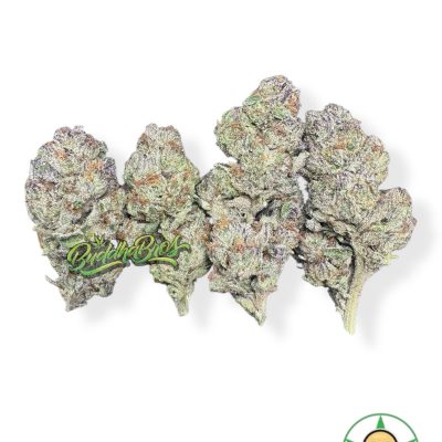 Purple Queen