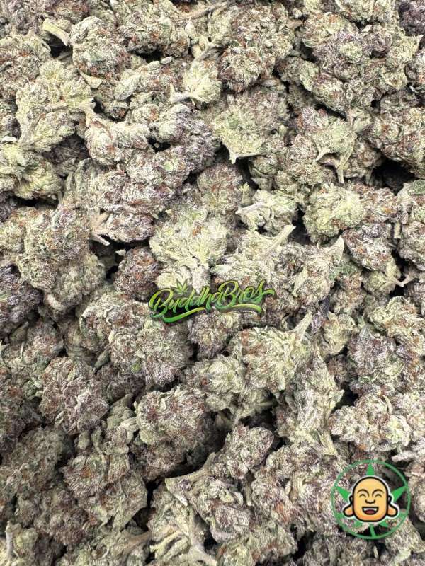 Purple Queen