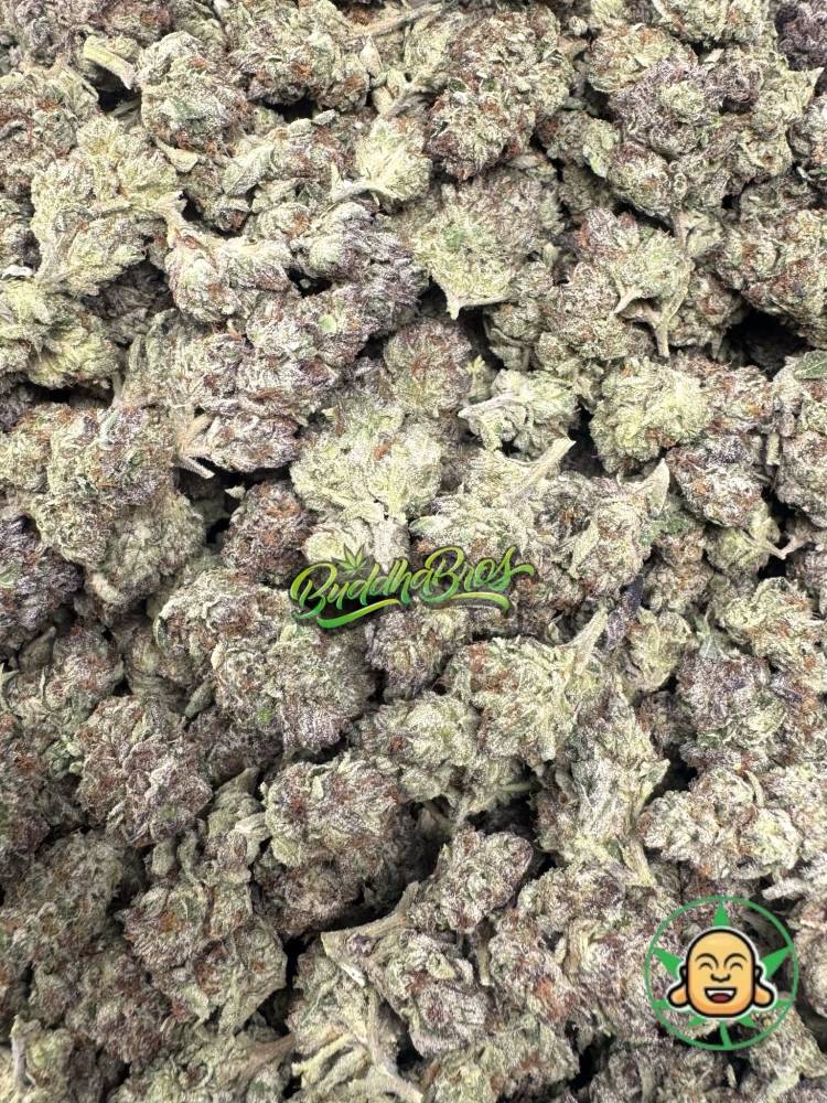Purple Queen