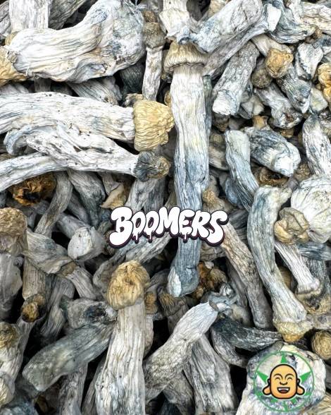 Mushrooms - Albino Penis Envy