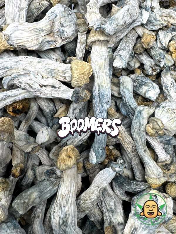 Mushrooms - Albino Penis Envy