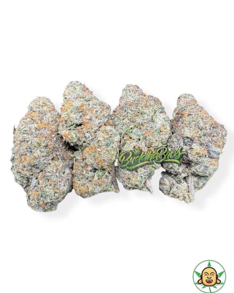 Bacio Gelato