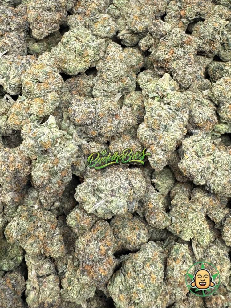 Bacio Gelato
