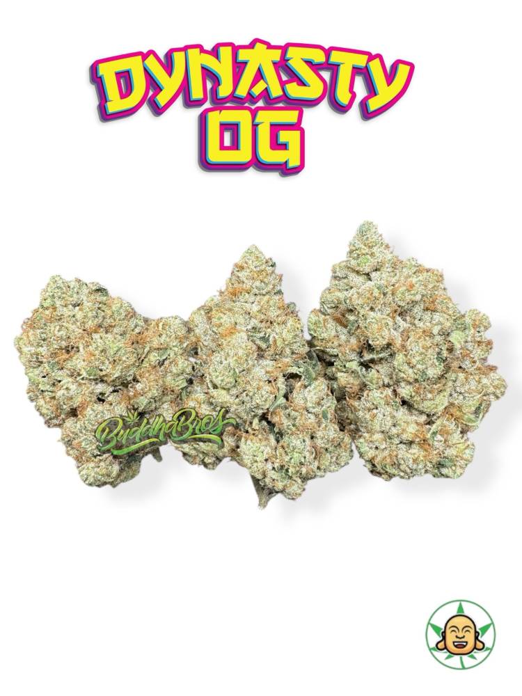 Dynasty OG