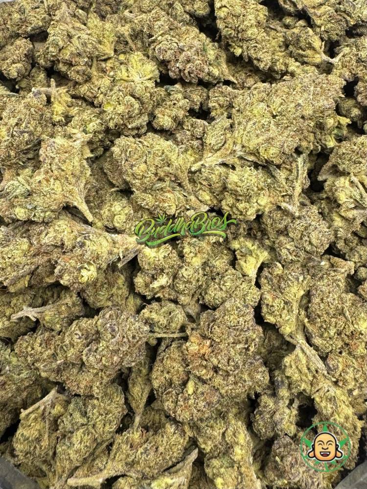 Candy Gelato