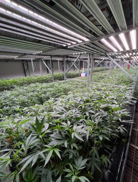 Strains In House