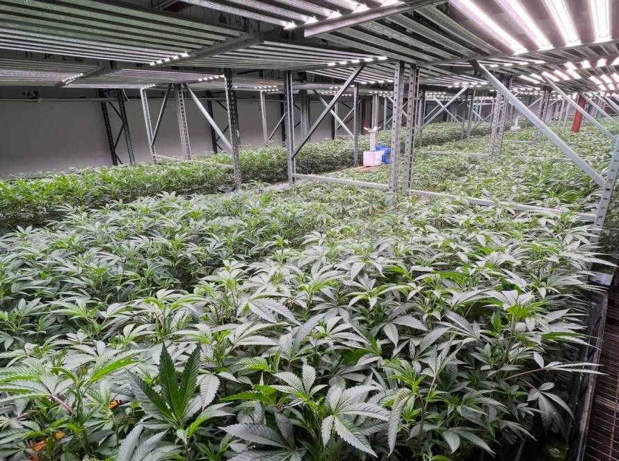 Strains In House