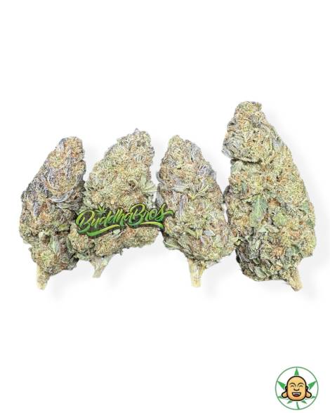GMO