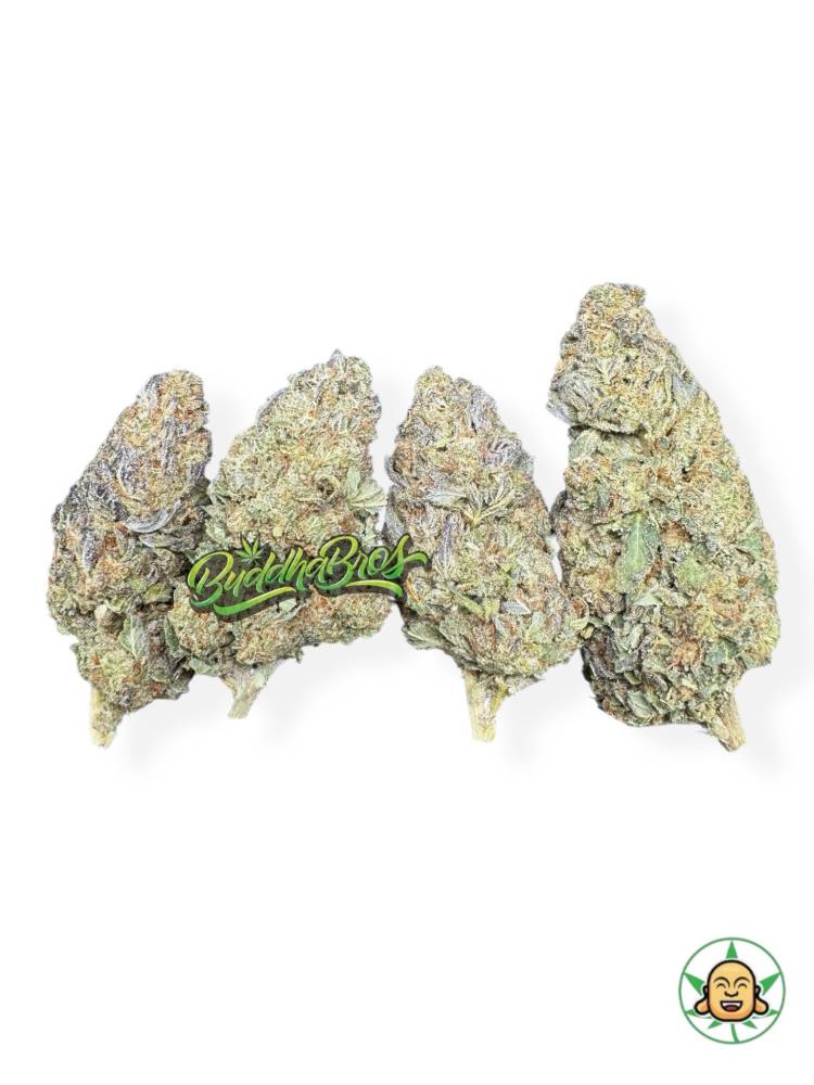 GMO