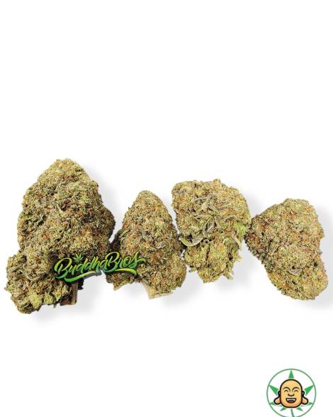 Gelato Mintz