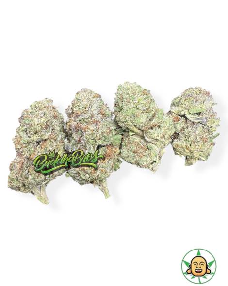 Candy Sherbet