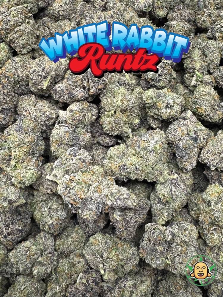 White Rabbit