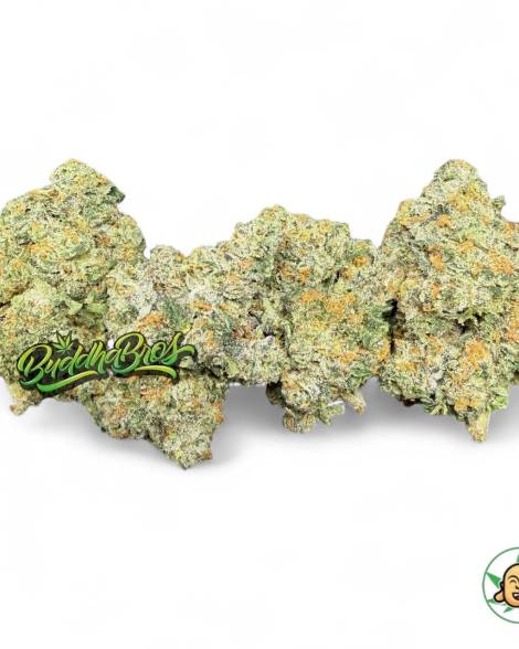 Gelato 41