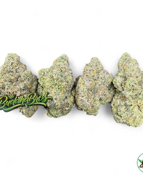 Blizzard Berry