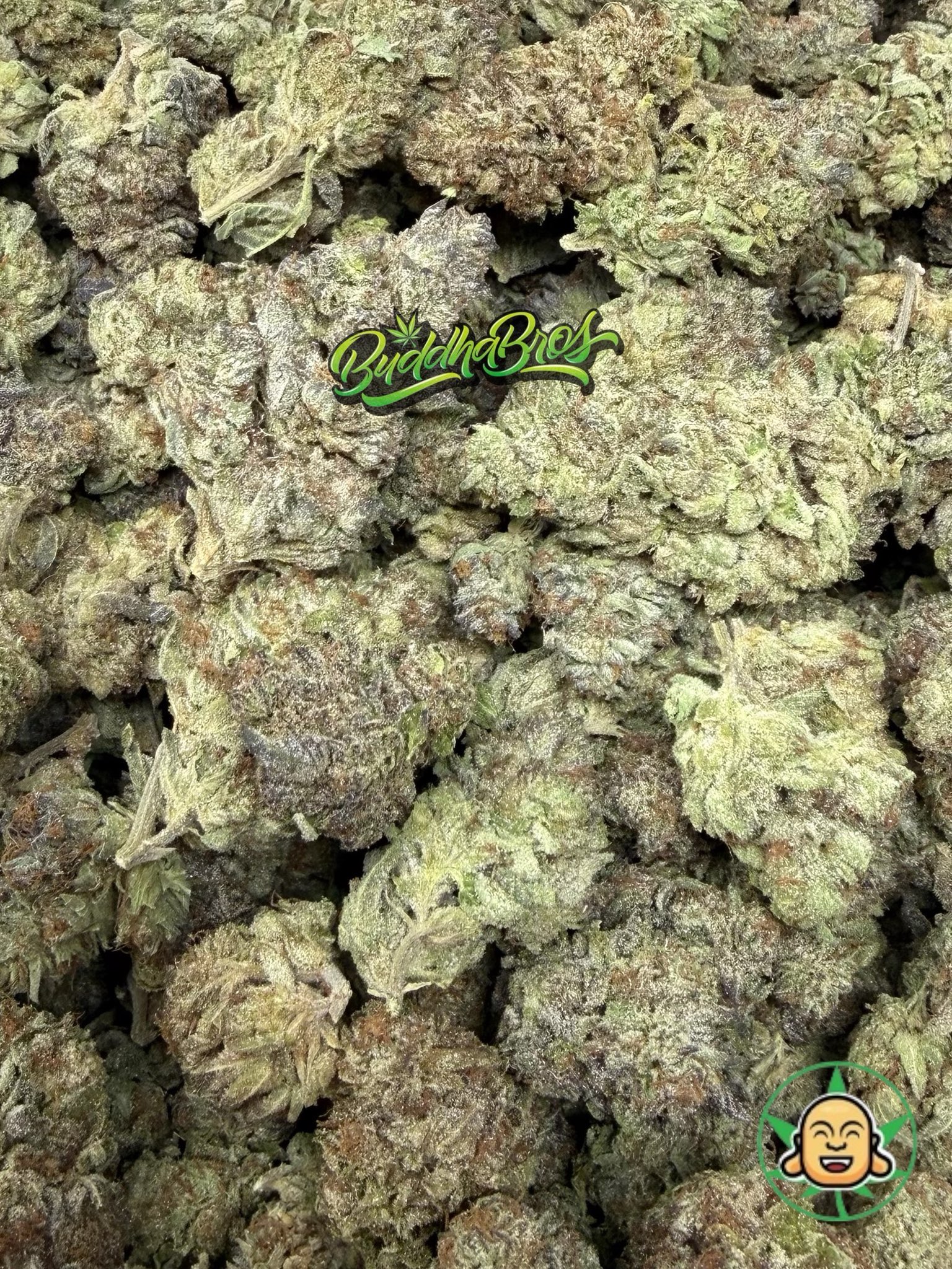 Purple Queen