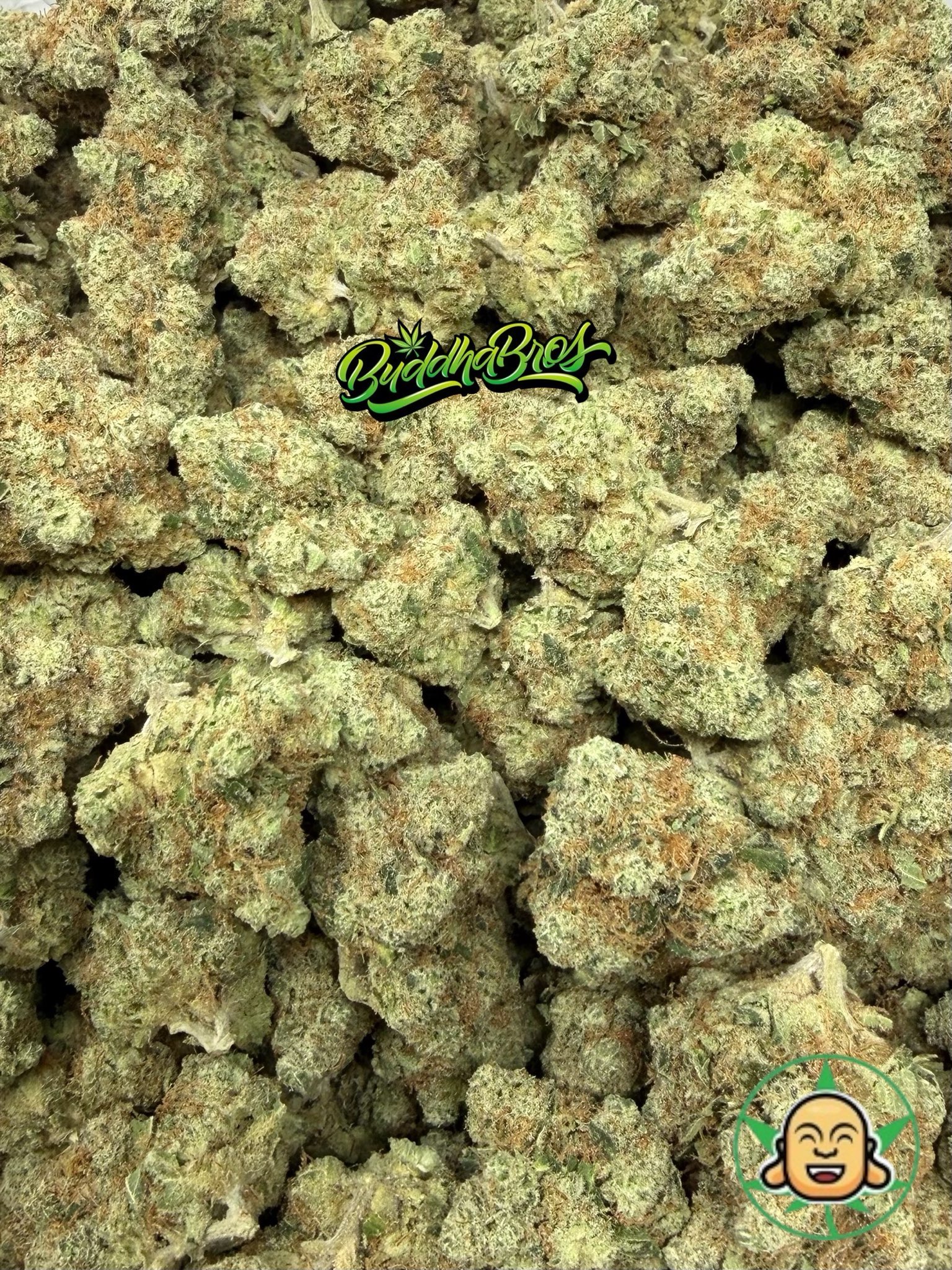 Stardawg - Image 2