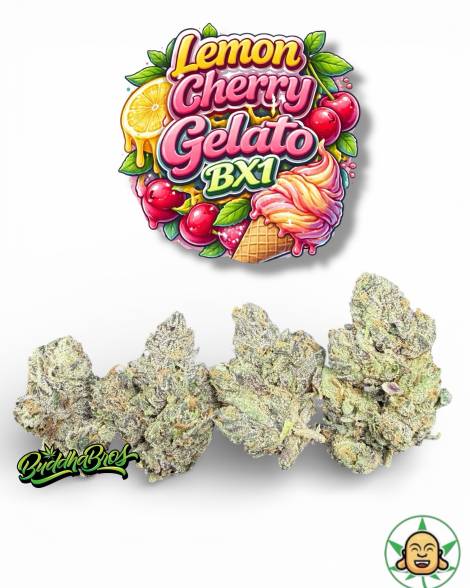Lemon Cherry Gelato BX1