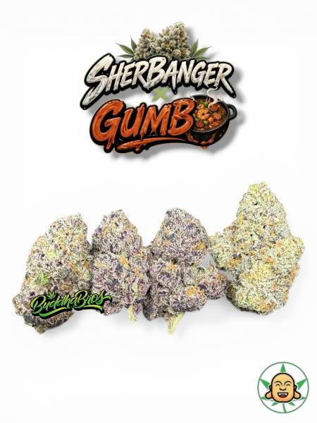 Sherbanger x Gumbo