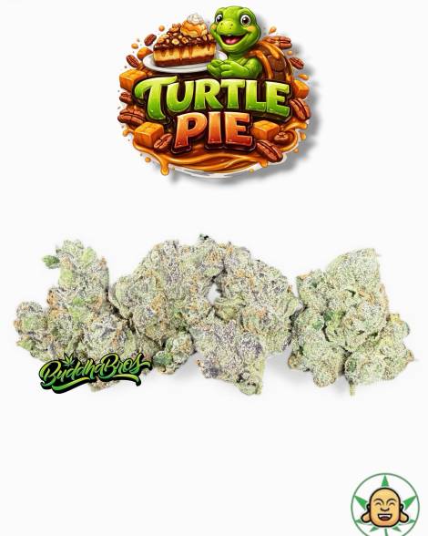Turtle Pie